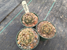 Coryphantha delaetiana RS1107