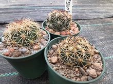 Coryphantha delaetiana RS1107