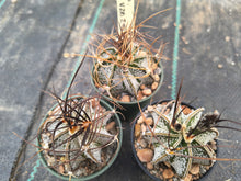 Astrophytum niveum VZD294