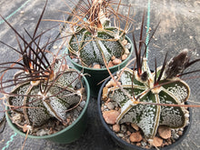 Astrophytum niveum VZD294