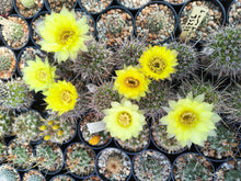 Lobivia aurea subsp. fallax JS 238