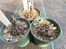Gymnocalycium riojense PC306