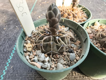 Gymnocalycium riojense PC306