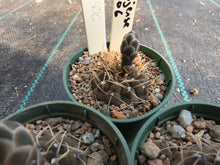 Gymnocalycium riojense PC306