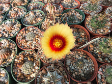 Astrophytum capricorne v. crassispinum MZ671