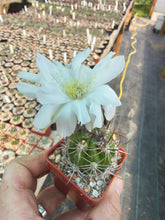 Lobivia caineana v.albiflora R197a