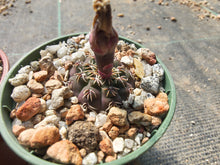 Gymnocalycium stellatum RF1082