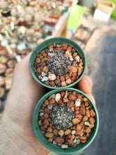 Gymnocalycium stellatum RF1082