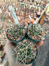 Gymnocalycium brachyanthum GN 91-77/1177