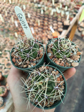 Gymnocalycium brachyanthum GN 91-77/1177