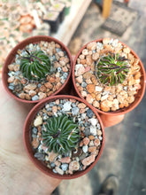 Stenocactus tricuspidatus