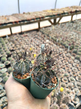 Astrophytum capricorne RS1171