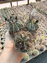 Astrophytum capricorne RS1171