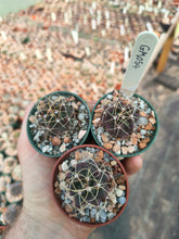 Thelocactus buekii GM054