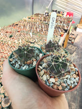 Thelocactus buekii GM054