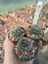 Coryphantha echinoidea SB26