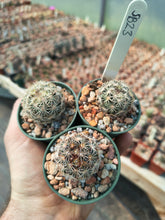 Coryphantha echinoidea SB26