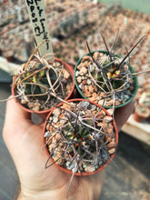 Lobivia longispina