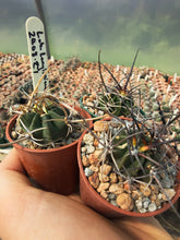 Lobivia longispina