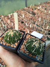 Stenocactus sp. MM158