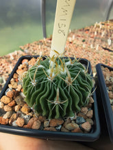 Stenocactus sp. MM158