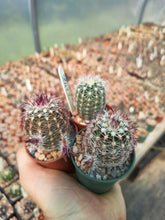 Echinocereus chloranthus v. cylindricus SB422