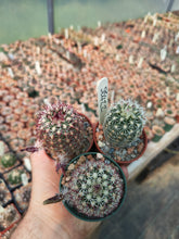 Echinocereus chloranthus v. cylindricus SB422