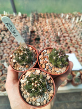 Thelocactus tulensis KSS 2416