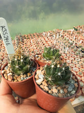 Thelocactus tulensis KSS 2416