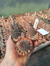 Mammillaria gueldemanniana Rep1588