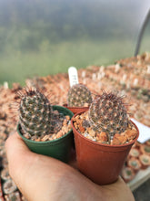 Mammillaria gueldemanniana Rep1588
