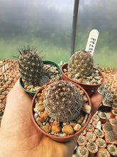 Mammillaria gueldemanniana Rep1588