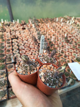 Gymnocalycium vatteri MT07-159