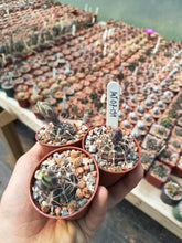 Gymnocalycium vatteri MT07-159