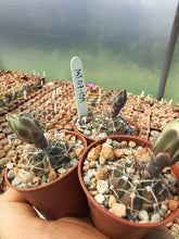 Gymnocalycium vatteri MT07-159