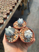Astrophytum myriostigma cv. Onzuka