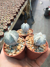 Astrophytum myriostigma cv. Onzuka