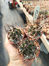 Astrophytum capricorne v. crassispinum MZ671