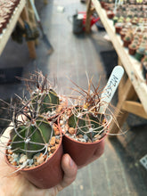 Astrophytum capricorne v. crassispinum MZ671
