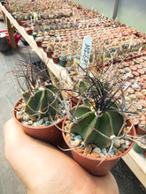 Astrophytum capricorne v. crassispinum MZ671