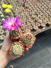 Thelocactus bicolor v. flavidispinus PP03