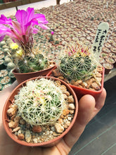 Thelocactus bicolor v. flavidispinus PP03