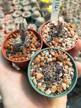 Gymnocalycium quehlianum JN141