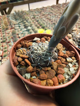 Gymnocalycium quehlianum JN141
