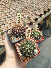Echinopsis bridgesii subsp. yungasensis FR331
