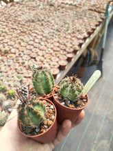 Echinocereus pamanesiorum v. bonatzii 'La China'