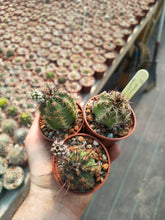 Echinocereus pamanesiorum v. bonatzii 'La China'