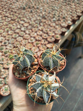 Astrophytum ornatum PP885