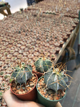 Astrophytum ornatum PP885