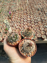 Coryphantha sp. miladae n. provisiorum VZD060